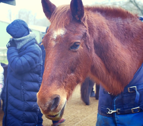 miniature cheval & altérité
